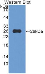 VWA3A Antibody in Western Blot (WB)