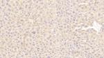 WFDC1 Polyclonal Antibody