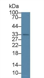 WFDC1 Antibody in Western Blot (WB)