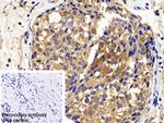 XIAP Antibody in Immunohistochemistry (Paraffin) (IHC (P))