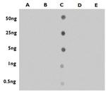 5-Hydroxymethylcytosine (5-hmC) Antibody in Dot Blot (DB)