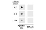 Agmatine Antibody in Dot Blot (DB)