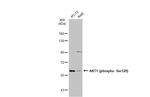 Phospho-AKT1 (Ser129) Antibody in Western Blot (WB)