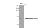 Phospho-AKT1 (Ser129) Antibody in Western Blot (WB)