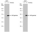AP2 gamma Polyclonal Antibody