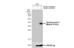 APOE (R136S Mutant) Polyclonal Antibody