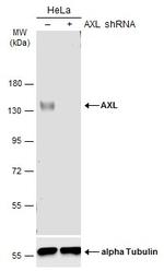 Axl Antibody in Western Blot (WB)