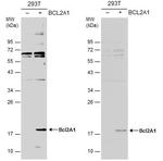 BCL2A1 Polyclonal Antibody