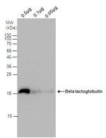 Beta Lactoglobulin Polyclonal Antibody