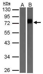 Biotin Polyclonal Antibody