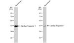 Cardiac Troponin T Antibody in Western Blot (WB)