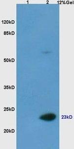 Casein Polyclonal Antibody
