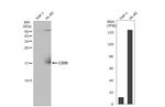 CD59 Antibody in Western Blot (WB)