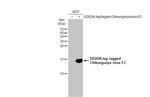 Chikungunya Virus E3 Polyclonal Antibody