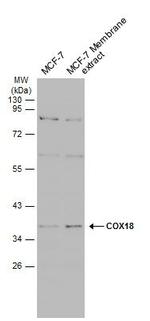 COX18 Antibody in Western Blot (WB)