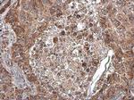 COX4I2 Antibody in Immunohistochemistry (Paraffin) (IHC (P))