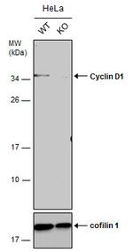 Cyclin D1 Antibody in Western Blot (WB)