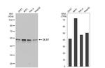 DLST Antibody in Western Blot (WB)