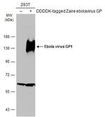 Ebola Virus GP1 Polyclonal Antibody