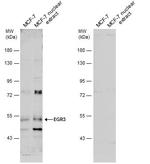 EGR3 Polyclonal Antibody