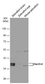 HuC/HuD Antibody in Western Blot (WB)