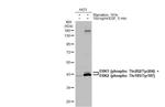 Phospho-ERK1/ERK2 (Thr185, Tyr187, Thr202, Tyr204) Antibody in Western Blot (WB)