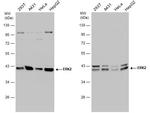 ERK2 Antibody in Western Blot (WB)