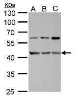 FAM46C Antibody in Western Blot (WB)