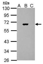 Firefly luciferase Antibody in Western Blot (WB)