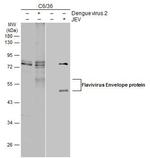 Flavivirus Envelope Polyclonal Antibody