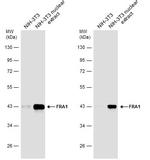 Fra1 Polyclonal Antibody