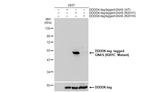 GNAS (R201C Mutant) Polyclonal Antibody
