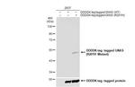 GNAS (R201H Mutant) Polyclonal Antibody