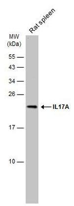 IL-17A Antibody in Western Blot (WB)