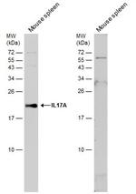 IL-17A Antibody in Western Blot (WB)