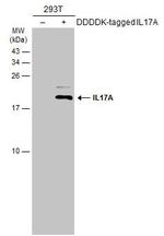 IL-17A Antibody in Western Blot (WB)
