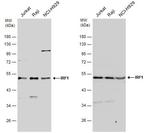 IRF1 Polyclonal Antibody