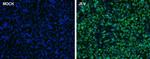 Japanese Encephalitis Virus Core Protein C Polyclonal Antibody