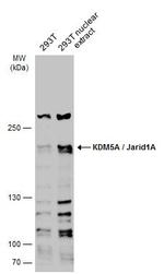 KDM5A Polyclonal Antibody