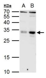KLF9 Polyclonal Antibody