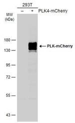mCherry Antibody in Western Blot (WB)