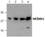 mCherry Antibody in Western Blot (WB)
