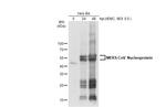 MERS Coronavirus NP Antibody in Western Blot (WB)