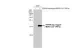 MERS Coronavirus ORF4a Polyclonal Antibody