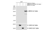 MERS Coronavirus Spike Protein S1 Antibody in Western Blot (WB)