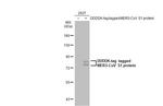 MERS Coronavirus Spike Protein S1 Antibody in Western Blot (WB)