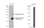 Myeloperoxidase Antibody in Western Blot (WB)