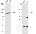 RBL1 Polyclonal Antibody