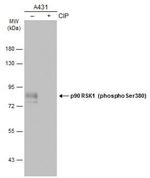 Phospho-RSK1 (Ser380) Antibody in Western Blot (WB)