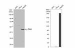 PAH Antibody in Western Blot (WB)